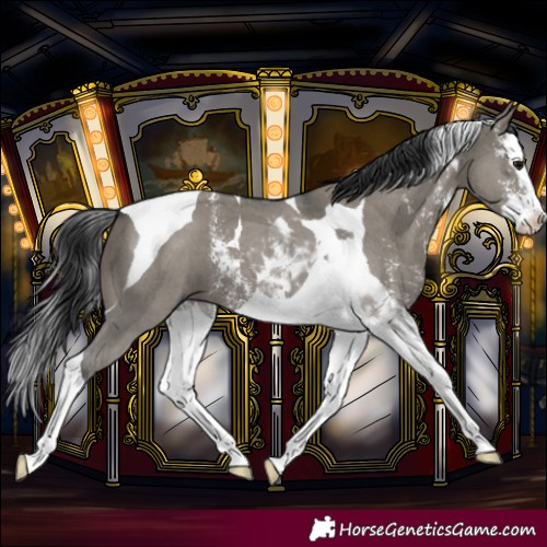 Horse Color:Grullo Sabino Splash Tobiano 