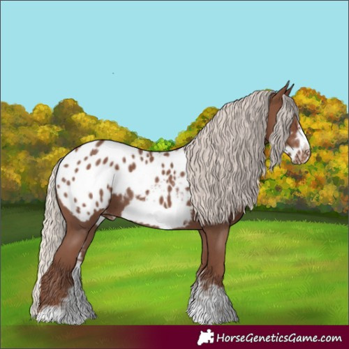 Horse Color:Silver Black Sabino Frame Appaloosa 