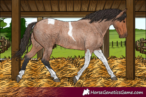 Horse Color:Bay Roan Tobiano 
