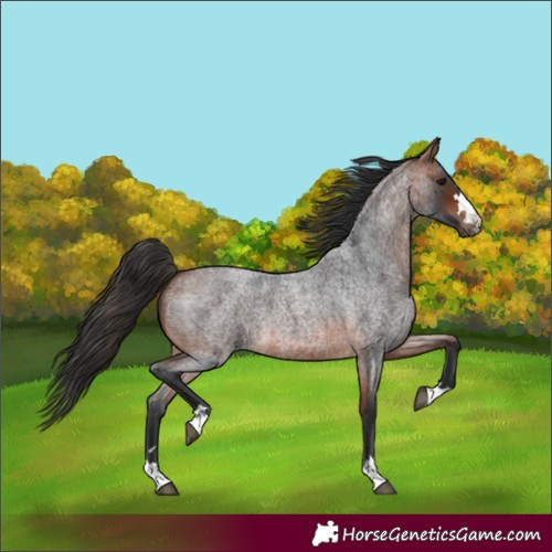 Horse Color:Unknown 