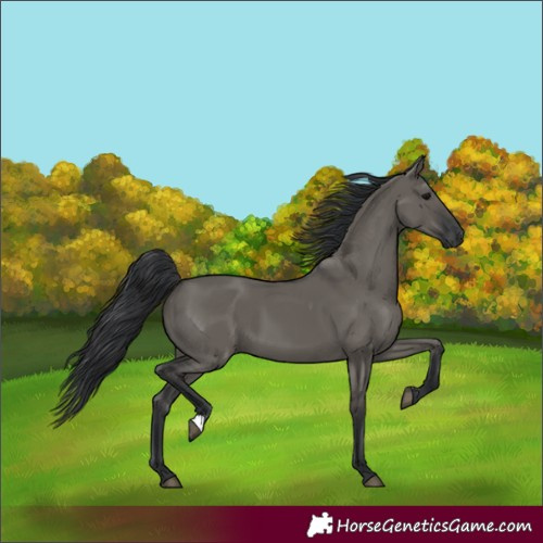 Horse Color:Unknown 