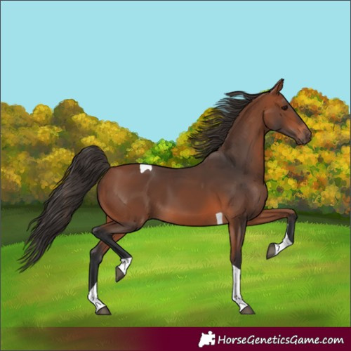 Horse Color:Bay Tobiano 