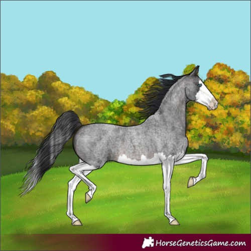 Horse Color:Unknown 