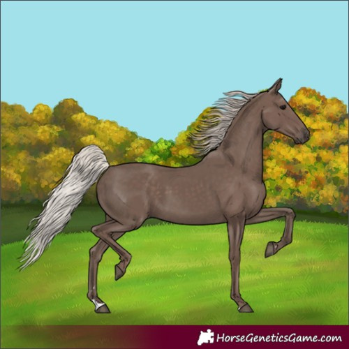 Horse Color:Silver Black 