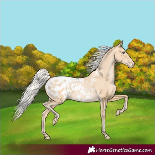 Horse Color:Silver Smoky Black Pearl Appaloosa
