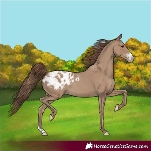 Horse Color:Classic Champagne Sabino Appaloosa 
