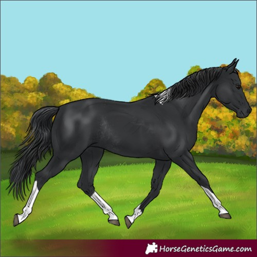 Horse Color:Unknown 