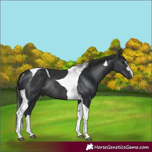 Horse Color:Unknown 
