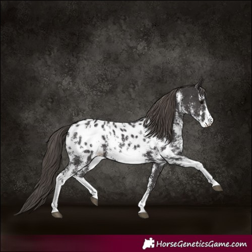 Horse Color:Smoky Black Sabino Blanket 
