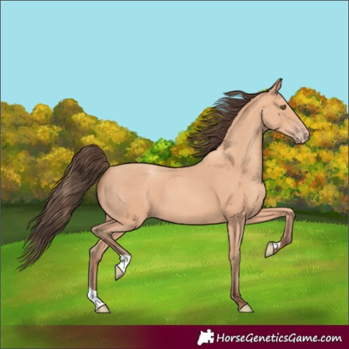 Horse Color:Unknown 