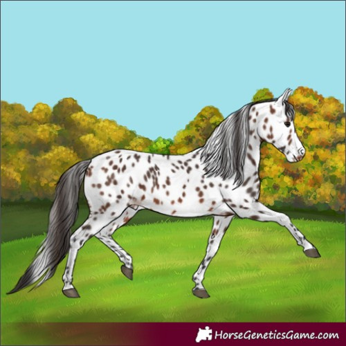 Horse Color:Brown Leopard