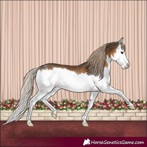 Horse Color:Chocolate Palomino Splash Varnish Rabicano