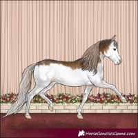 Horse Color:Chocolate Palomino Splash Varnish Rabicano 