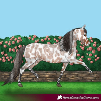 Horse Color:Bay Roan Leopard