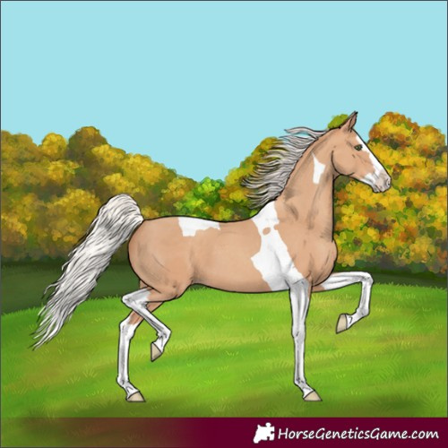 Horse Color:Silver Classic Champagne Splash Tobiano