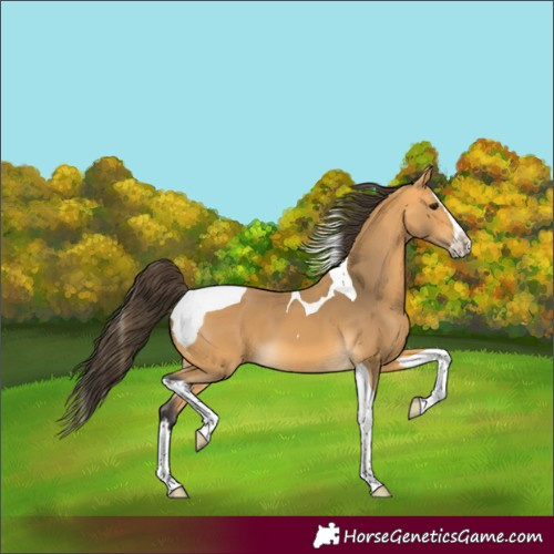 Horse Color:Unknown 