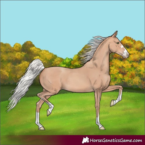 Horse Color:Silver Amber Champagne Rabicano 