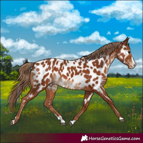 Horse Color:Chestnut Splash Appaloosa
