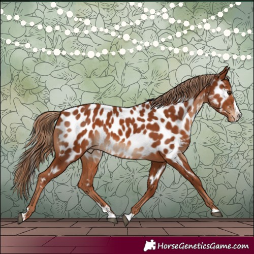 Horse Color:Chestnut Splash Near Leopard 