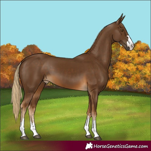 Horse Color:Chocolate Palomino
