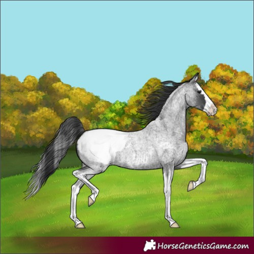Horse Color:Unknown 