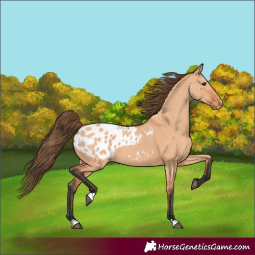 Horse Color:Unknown 