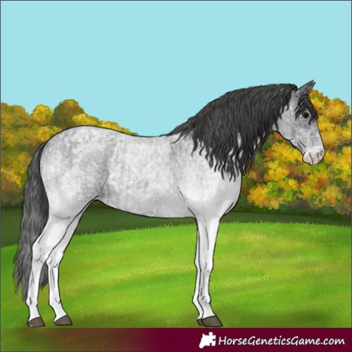 Horse Color:White Spotted Blue Roan Rabicano and White Spotted Blue Roan Appaloosa Rabicano