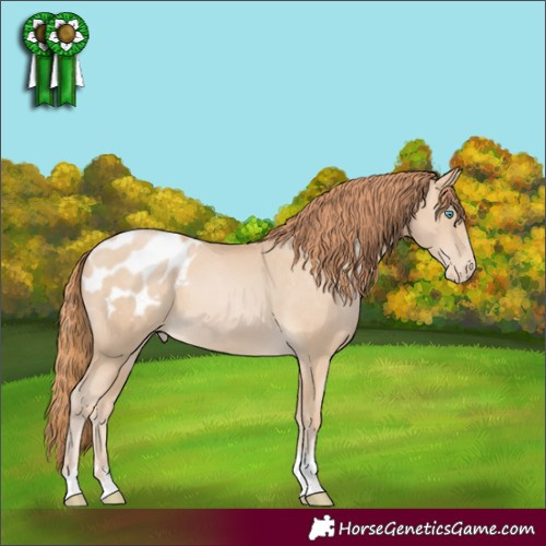 Horse Color:Buckskin Pearl Tobiano Appaloosa 