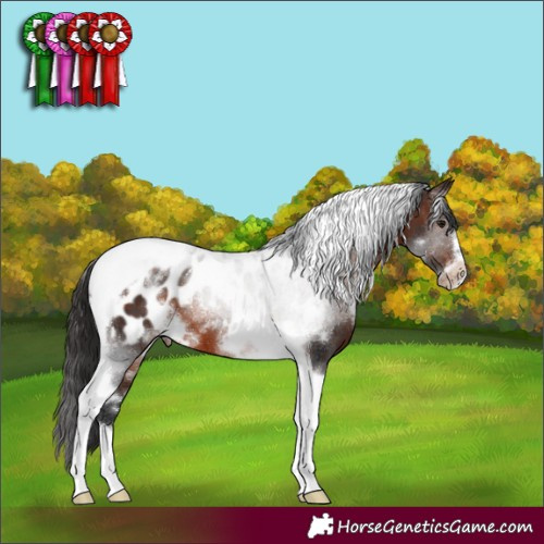 Horse Color:White Spotted Brown Tobiano Frame Appaloosa