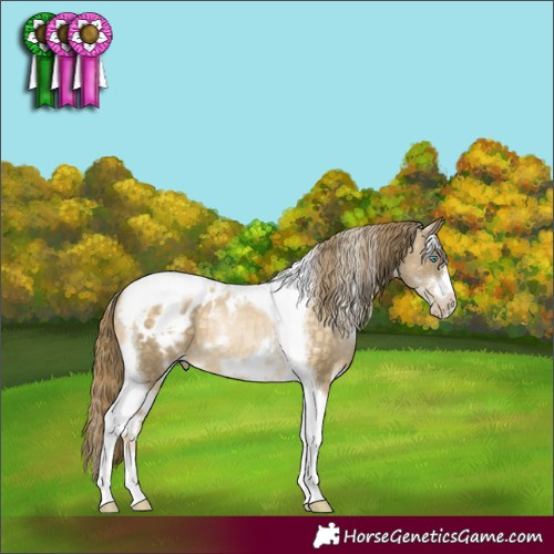Horse Color:White Spotted Buckskin Pearl Tobiano Frame Appaloosa 