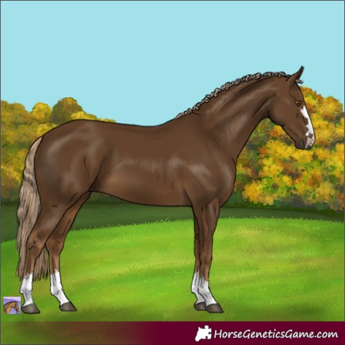 Horse Color:Chocolate Palomino