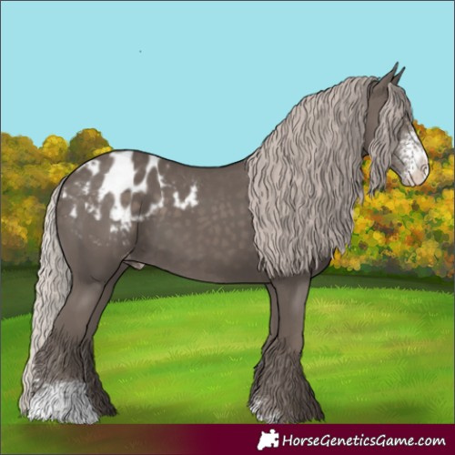 Horse Color:Silver Black Sabino Appaloosa