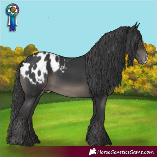 Horse Color:Black Sabino Appaloosa Rabicano
