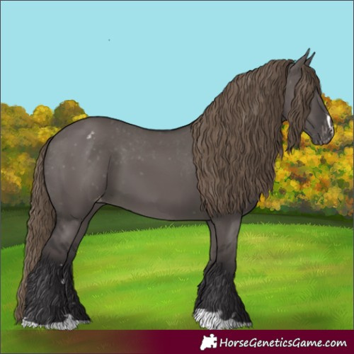 Horse Color:Smoky Grullo Appaloosa