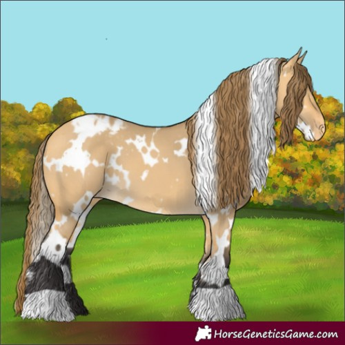 Horse Color:White Spotted Buckskin Dun Appaloosa