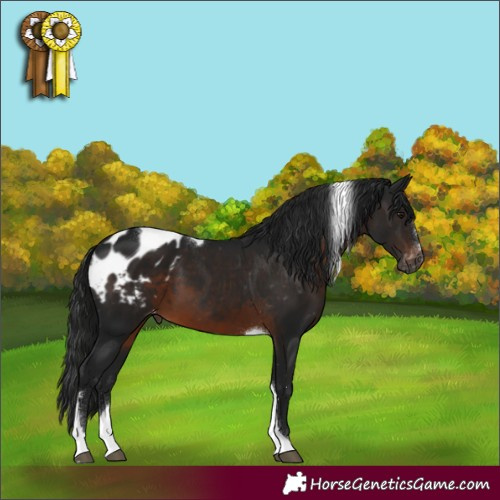 Horse Color:Gray Brown Tobiano Appaloosa 