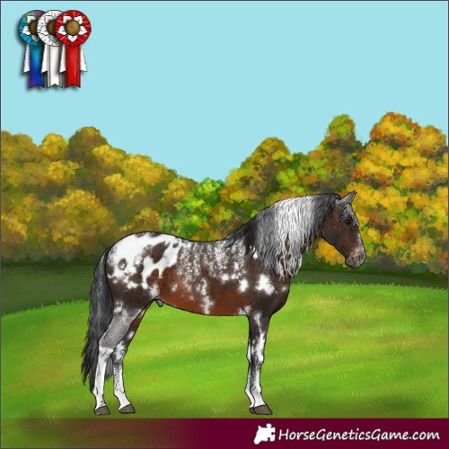 Horse Color:Powder White Gray White Spotted Brown Appaloosa 