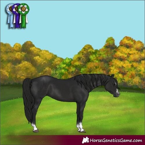 Horse Color:Gray Black Tobiano 