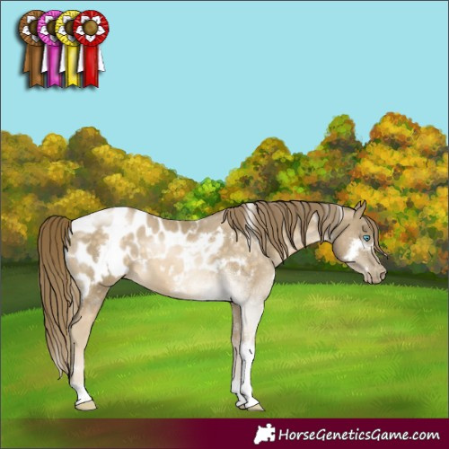 Horse Color:White Spotted Buckskin Pearl Tobiano Appaloosa 