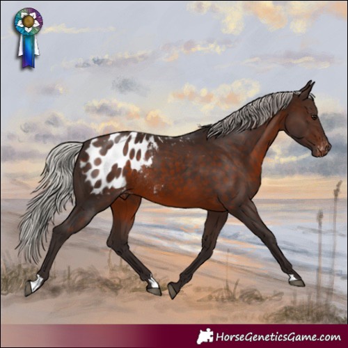 Horse Color:Silver Brown Varnish Rabicano