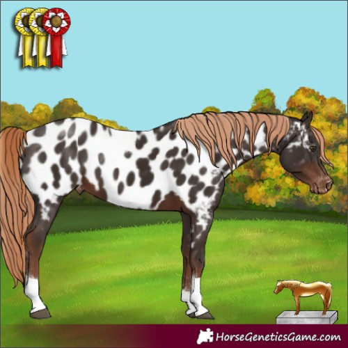 Horse Color:Liver Chestnut Tobiano Appaloosa Rabicano 