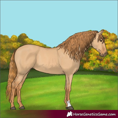 Horse Color:Red Dun 