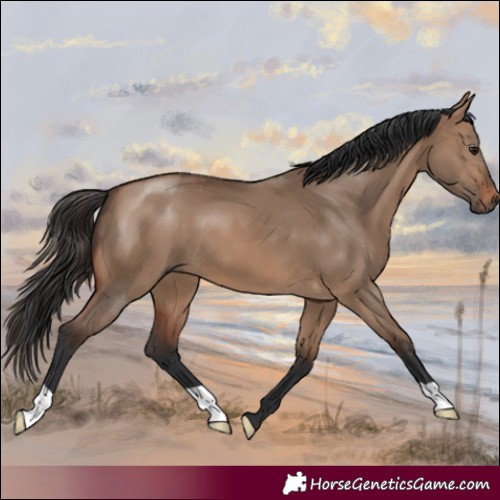 Horse Color:Brown Dun