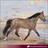Horse Color:Brown Dun 