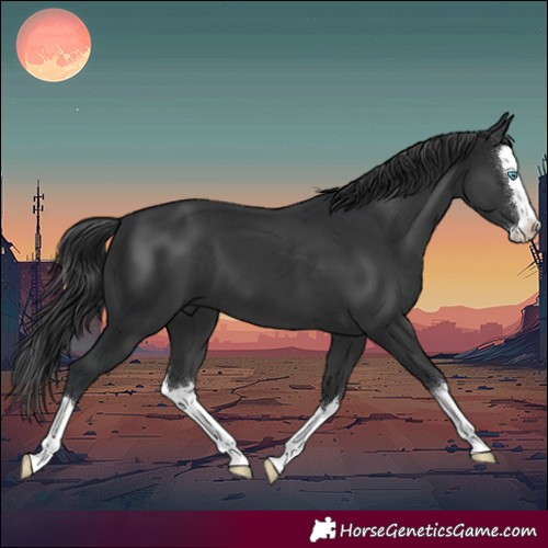 Horse Color:Black Splash