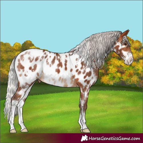 Horse Color:White Spotted Silver Brown Sabino Appaloosa
