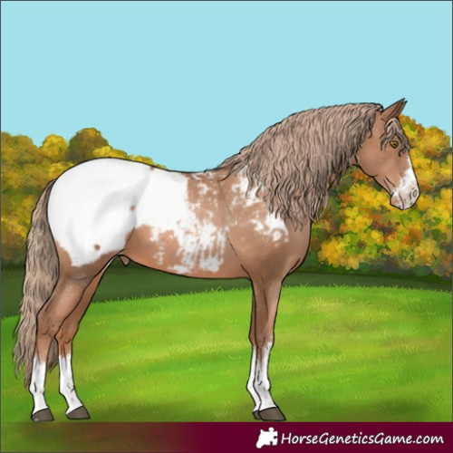 Horse Color:Liver Chestnut Pearl Appaloosa