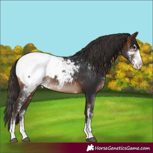Horse Color:Brown Sabino Appaloosa Rabicano