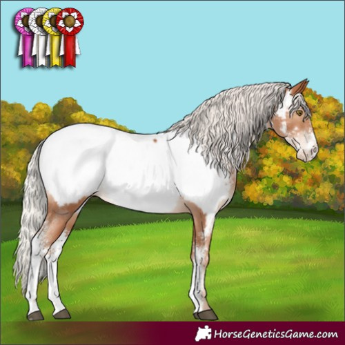 Horse Color:Silver Brown Pearl Sabino Appaloosa Rabicano