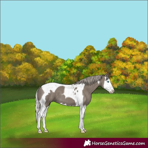 Horse Color:Silver Grullo Splash Tobiano
